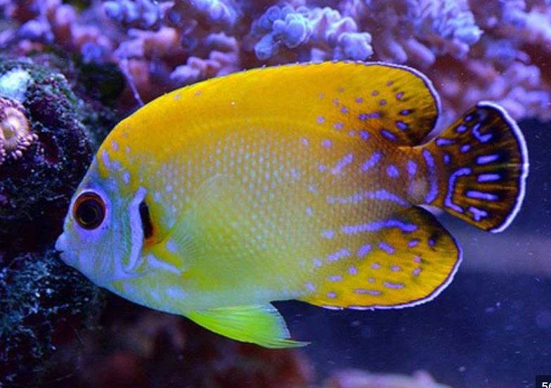 Blacktail Lemonpeel Hybrid Angel