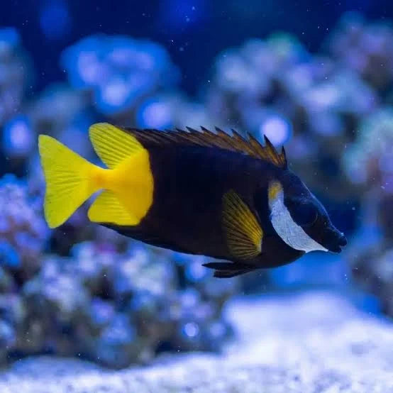 Live 8/6/26 Bicolored Foxface Rabbitfish