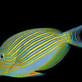 Clown Tang