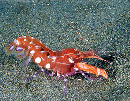 Curly-Que Pistol Shrimp