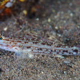 Live 6/18/26 Decorated Sand Goby