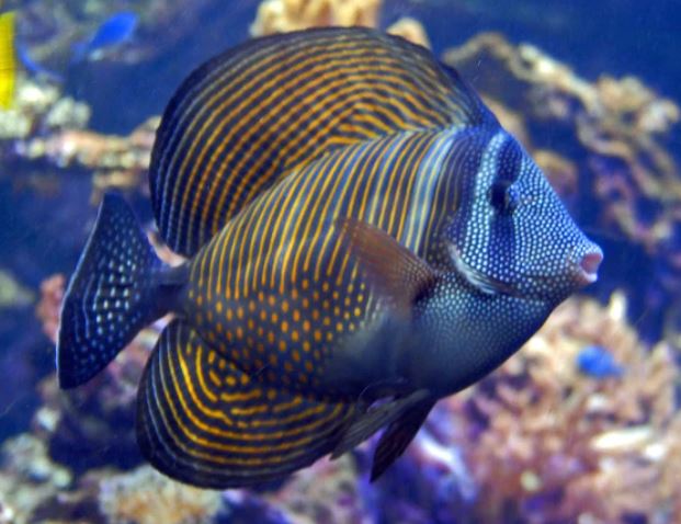 Desjardini Sailfin Tang