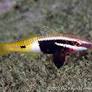 Bicolor Goatfish