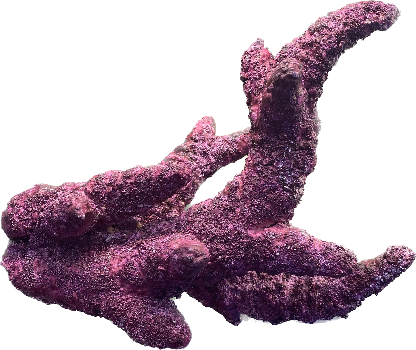 Branches Real Reef