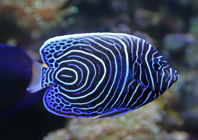Juvenile Imperator Angel