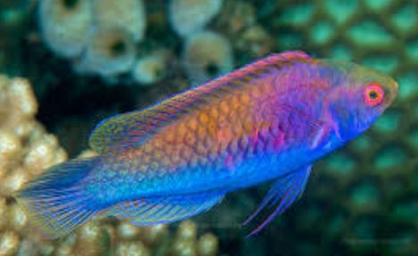 Orange Back Fairy Wrasse