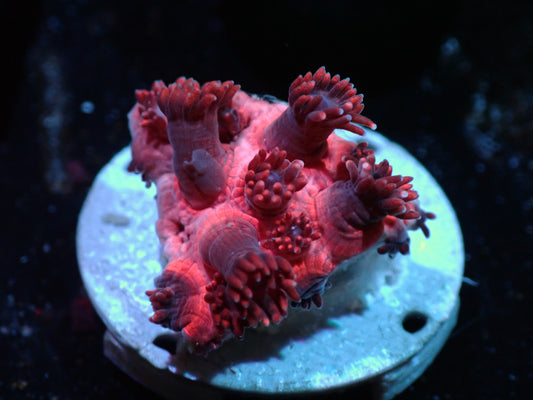 Hot Pink Goniopora Auctions 3/27