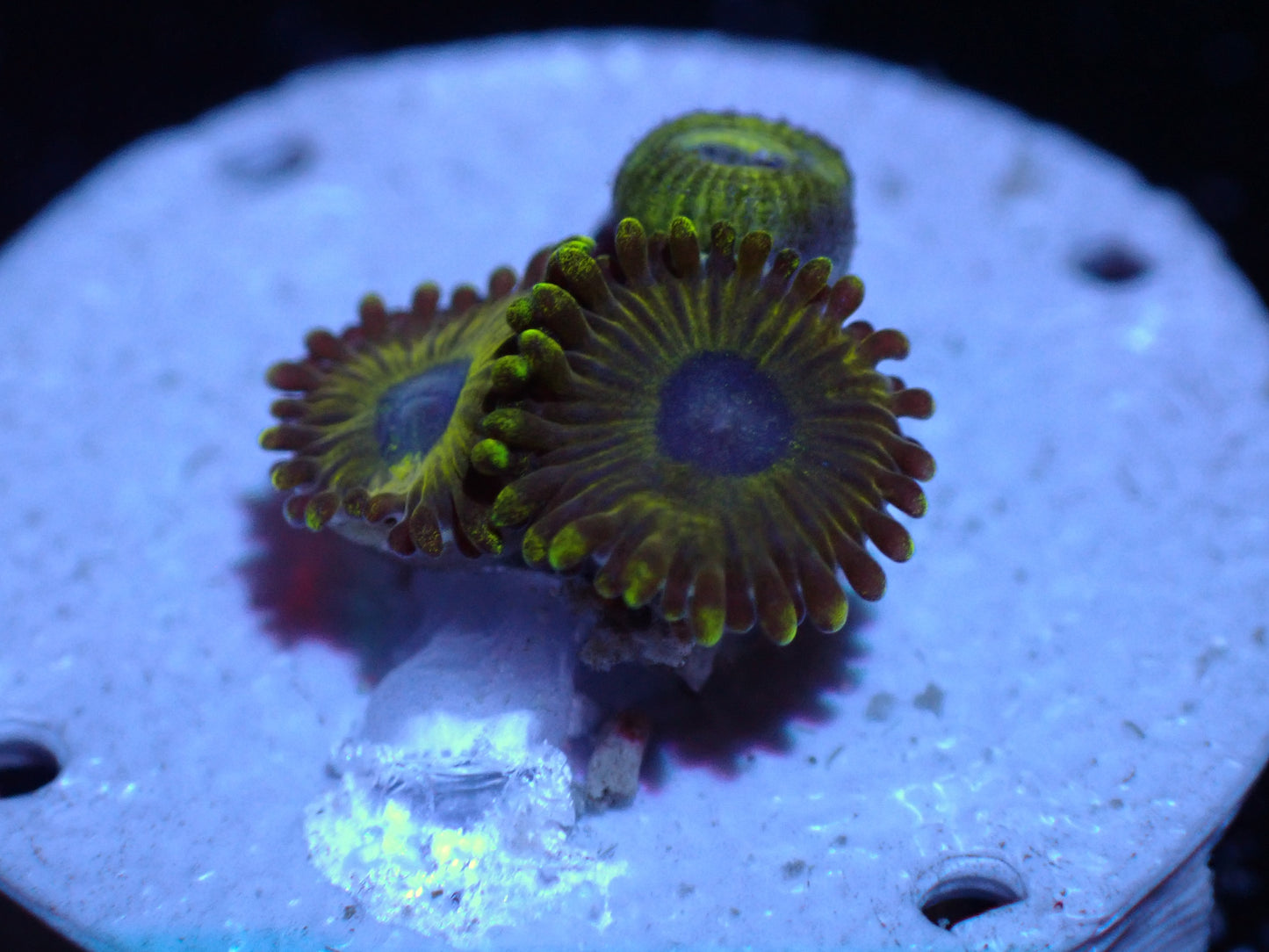 Pikachu Zoas Auctions 3/27 ended
