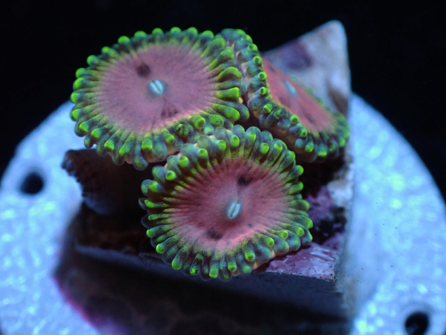 Pink Diamond Zoas Auctions 3/27 ended