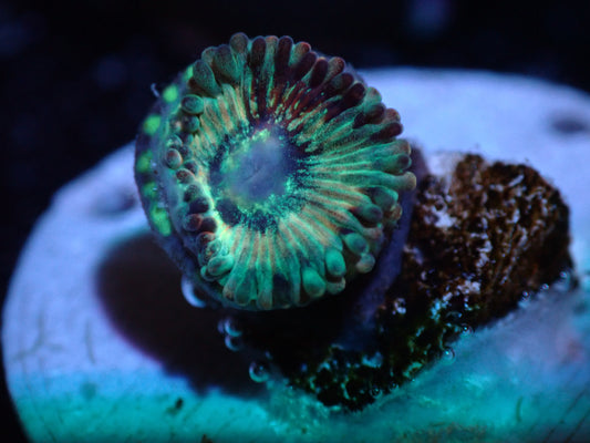 Salted Agave Zoa Auctions 3/27