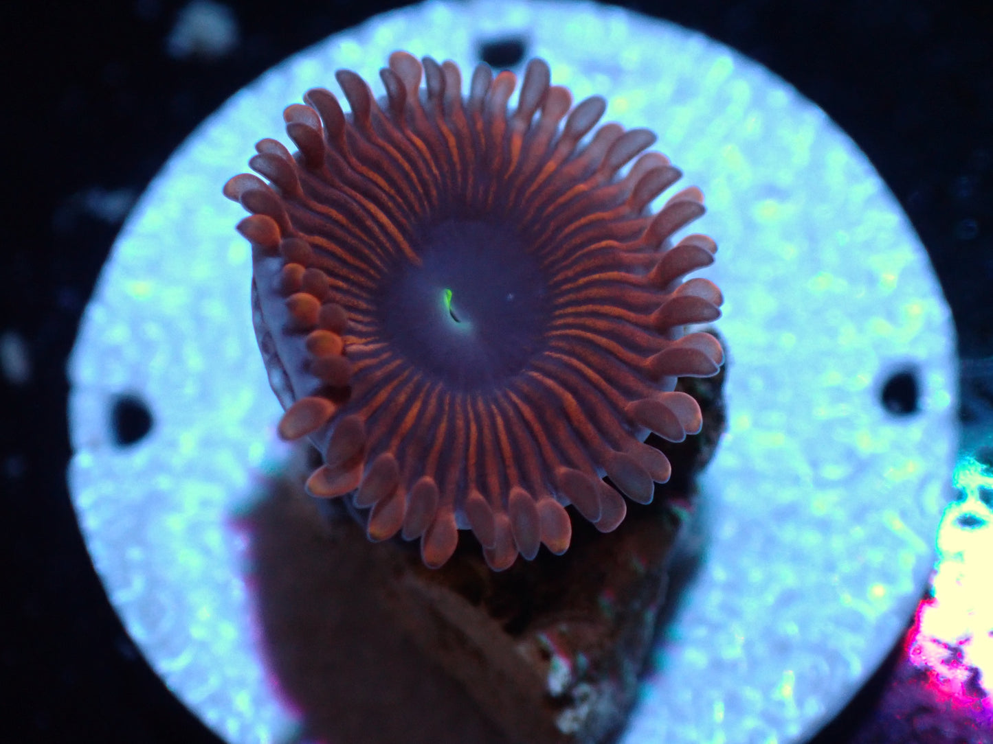Magician Zoa Auctions 3/27 ended