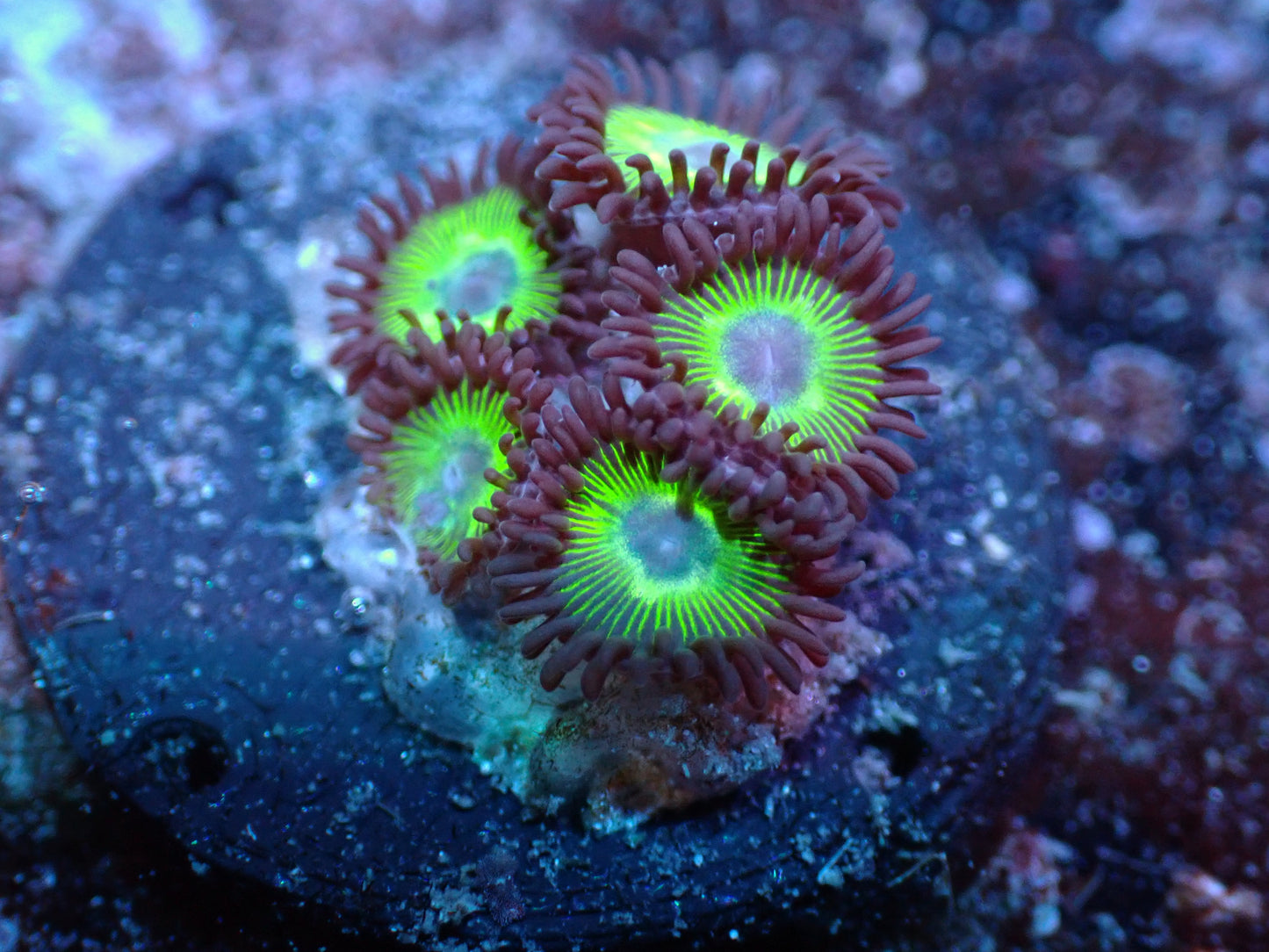 Sunbeam Zoas Auctions 3/27 ended