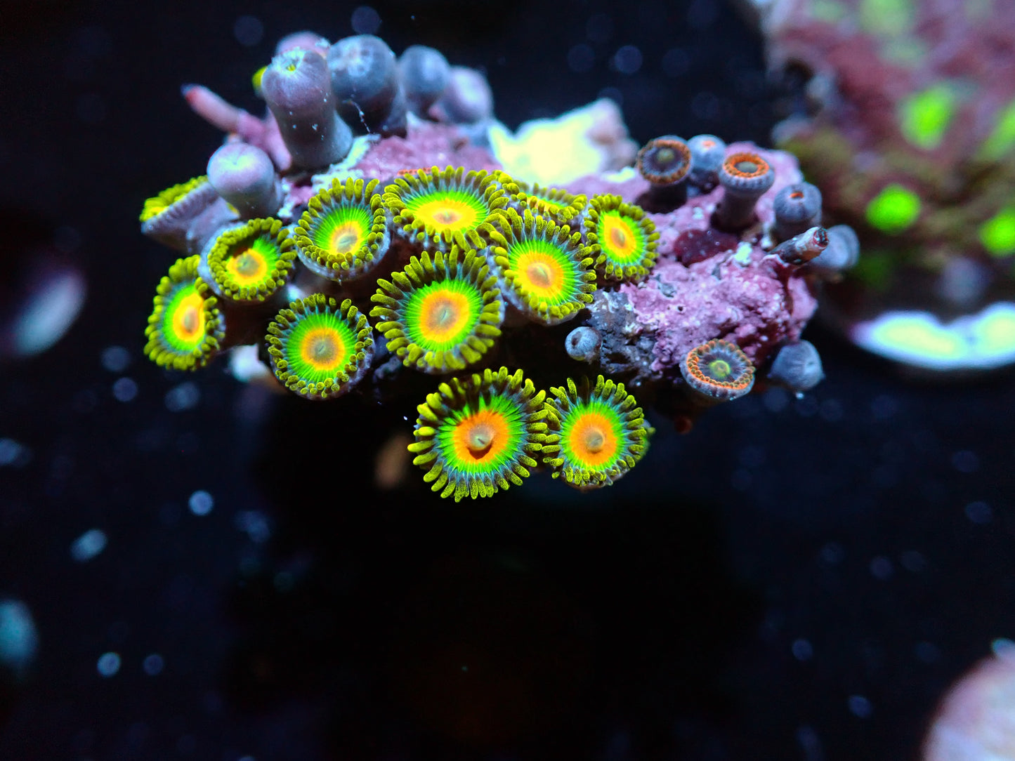 Rasta Zoas Auctions 3/27 ended