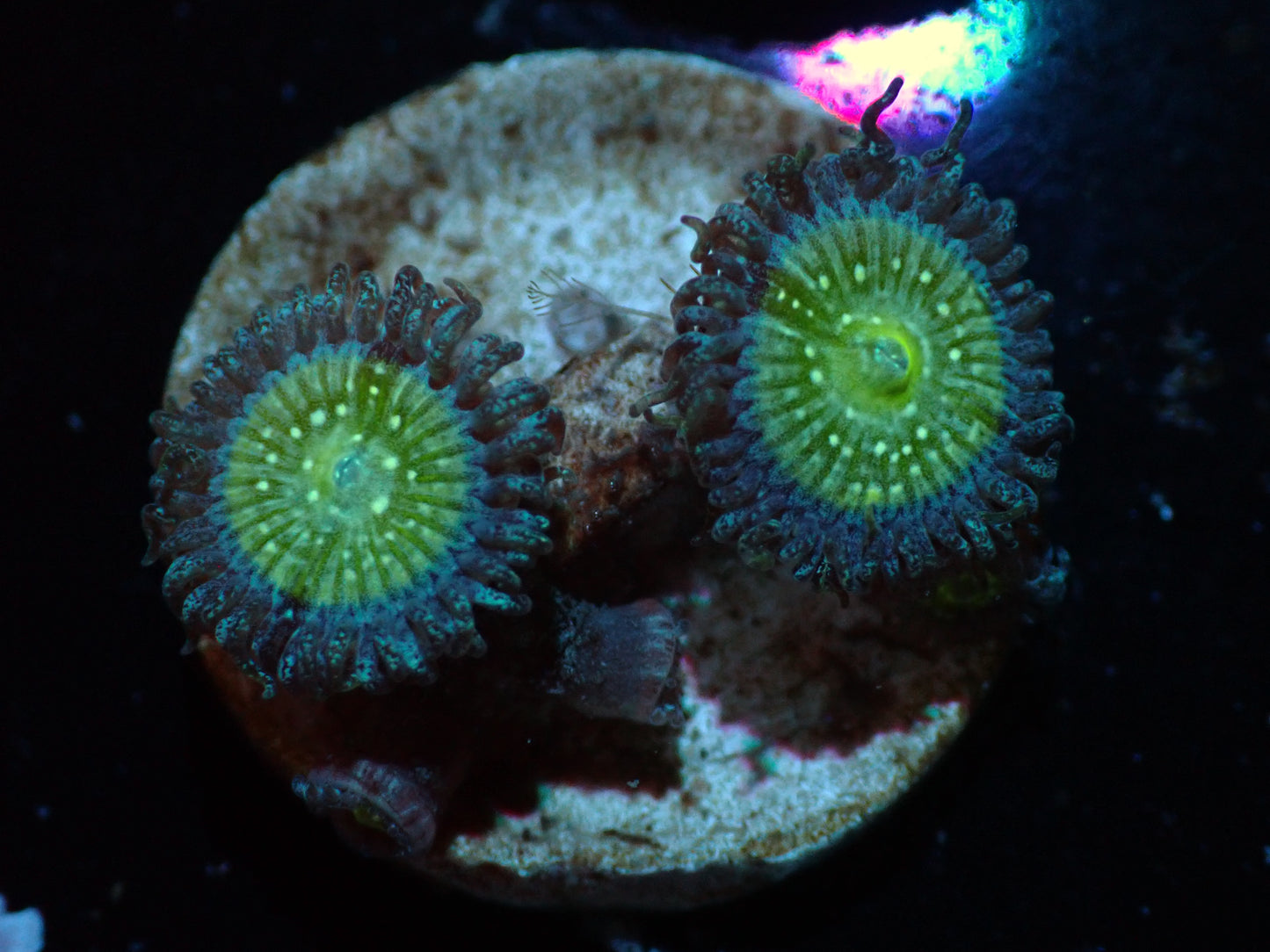Frozen Apple Zoas Auctions 3/27 ended