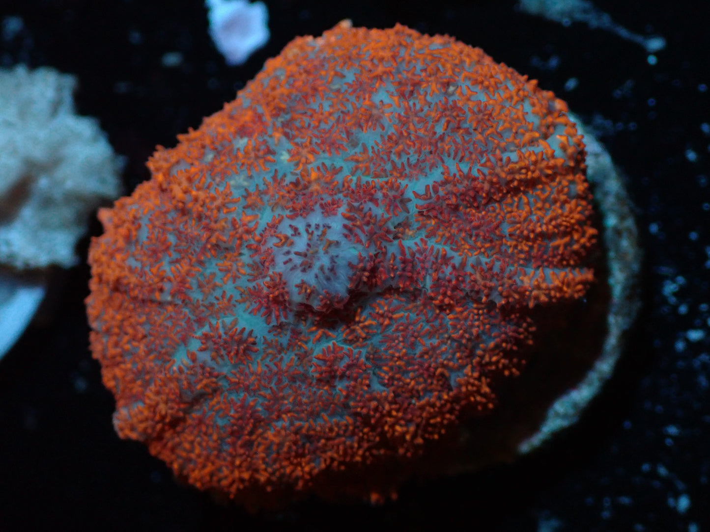 Red/Blue Rhodactis Auctions 3/27 ended