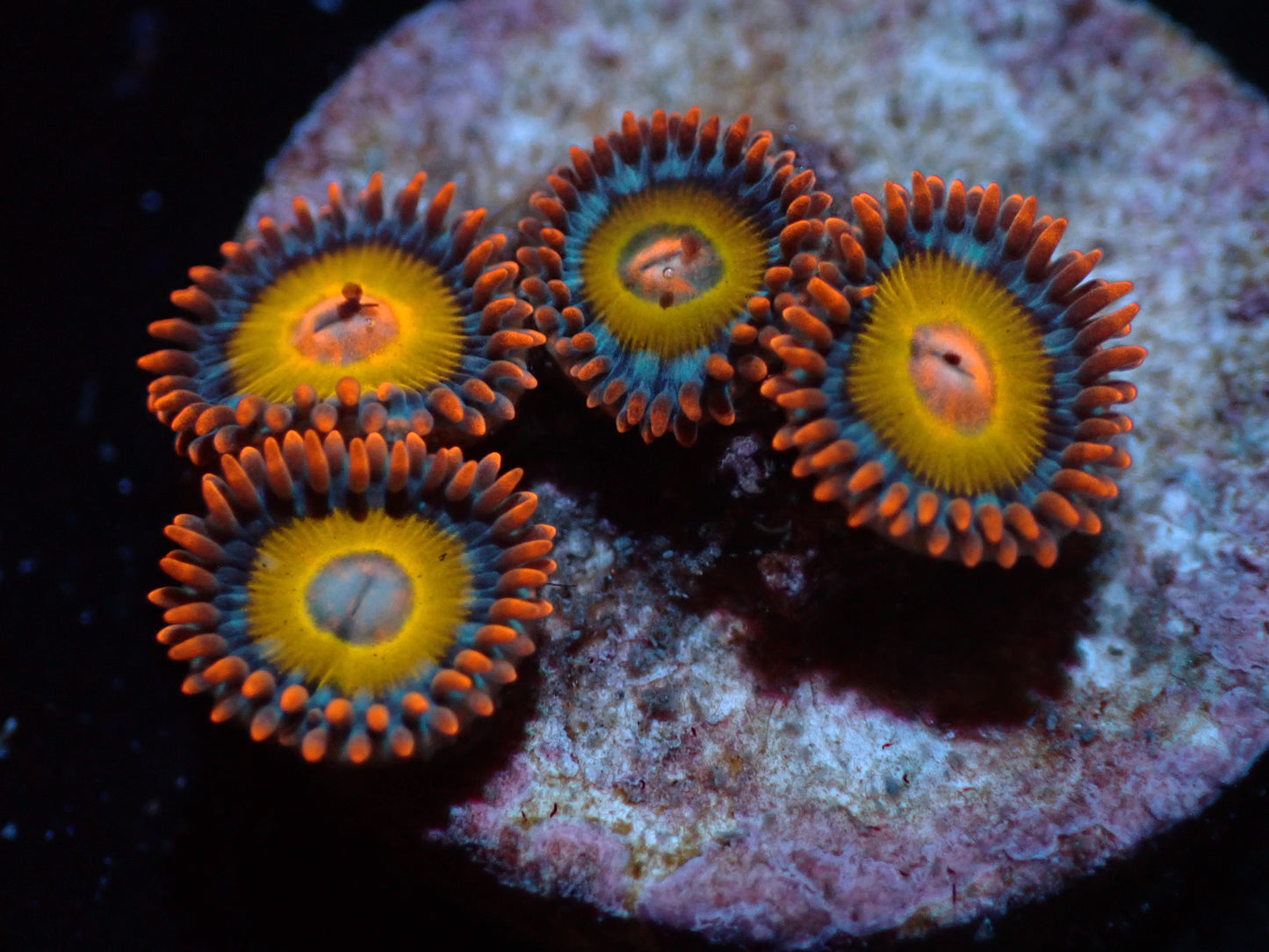 Blondies Zoas Auctions 3/27 ended