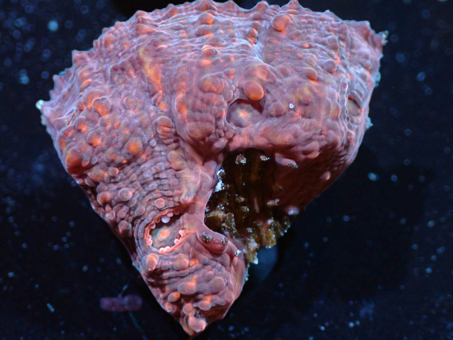 Cloudberries Chalice Auctions 4/10 ended