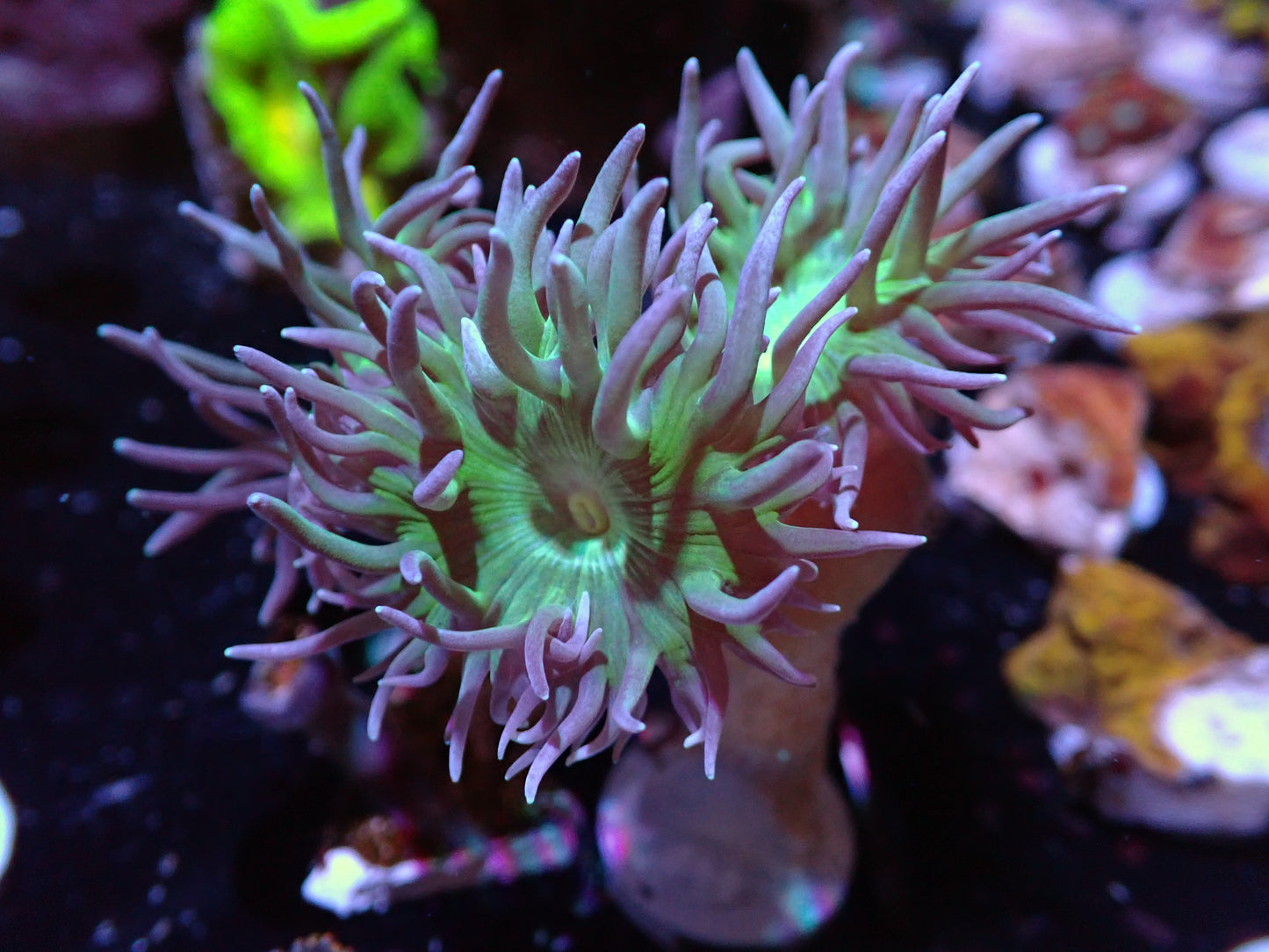 3H Duncan Auctions 4/15 ended