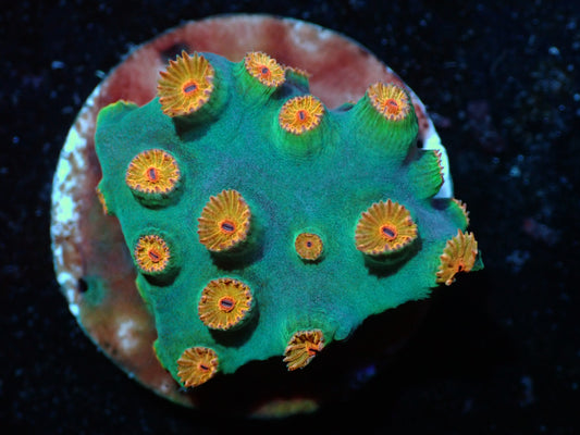 Meteor Shower Cyphastrea Auction 4/22