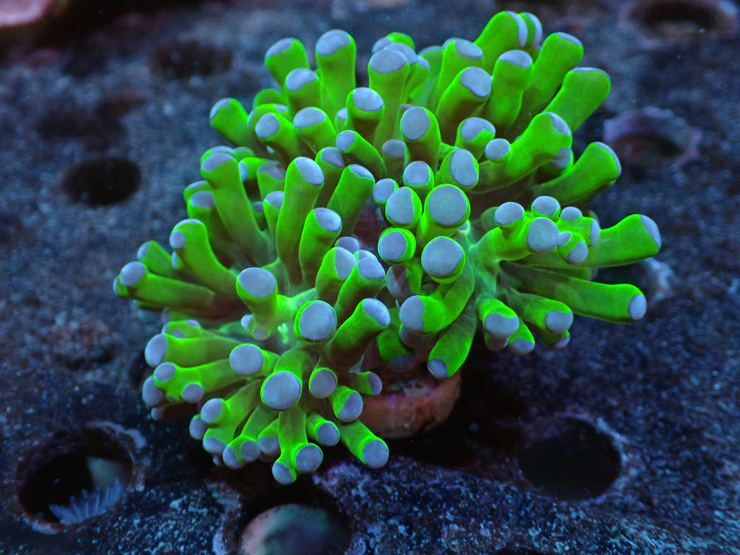 Purple Tip Frogspawn Auction 4/22 ended