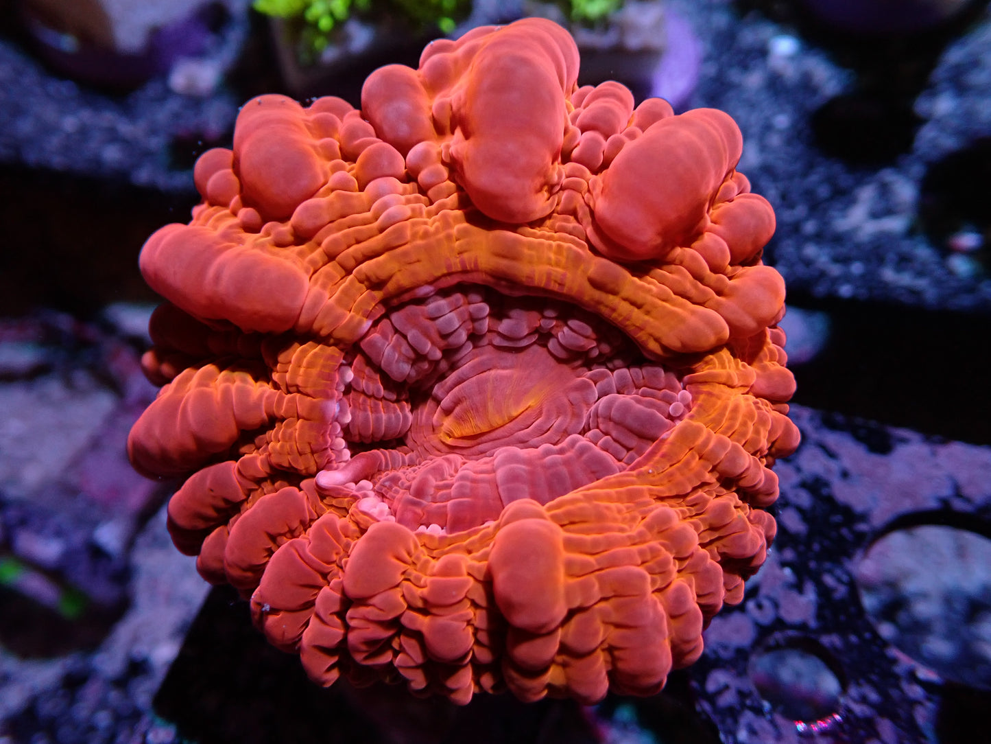 7/3/24 DHC Red Cynarina ended