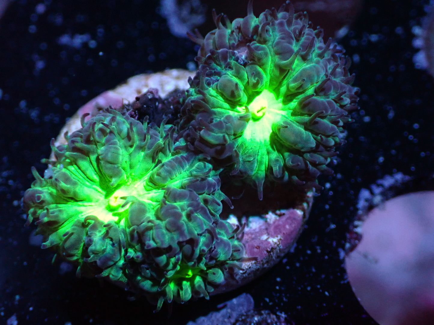 7/3/24 LKR Green/Purple Blasto ended