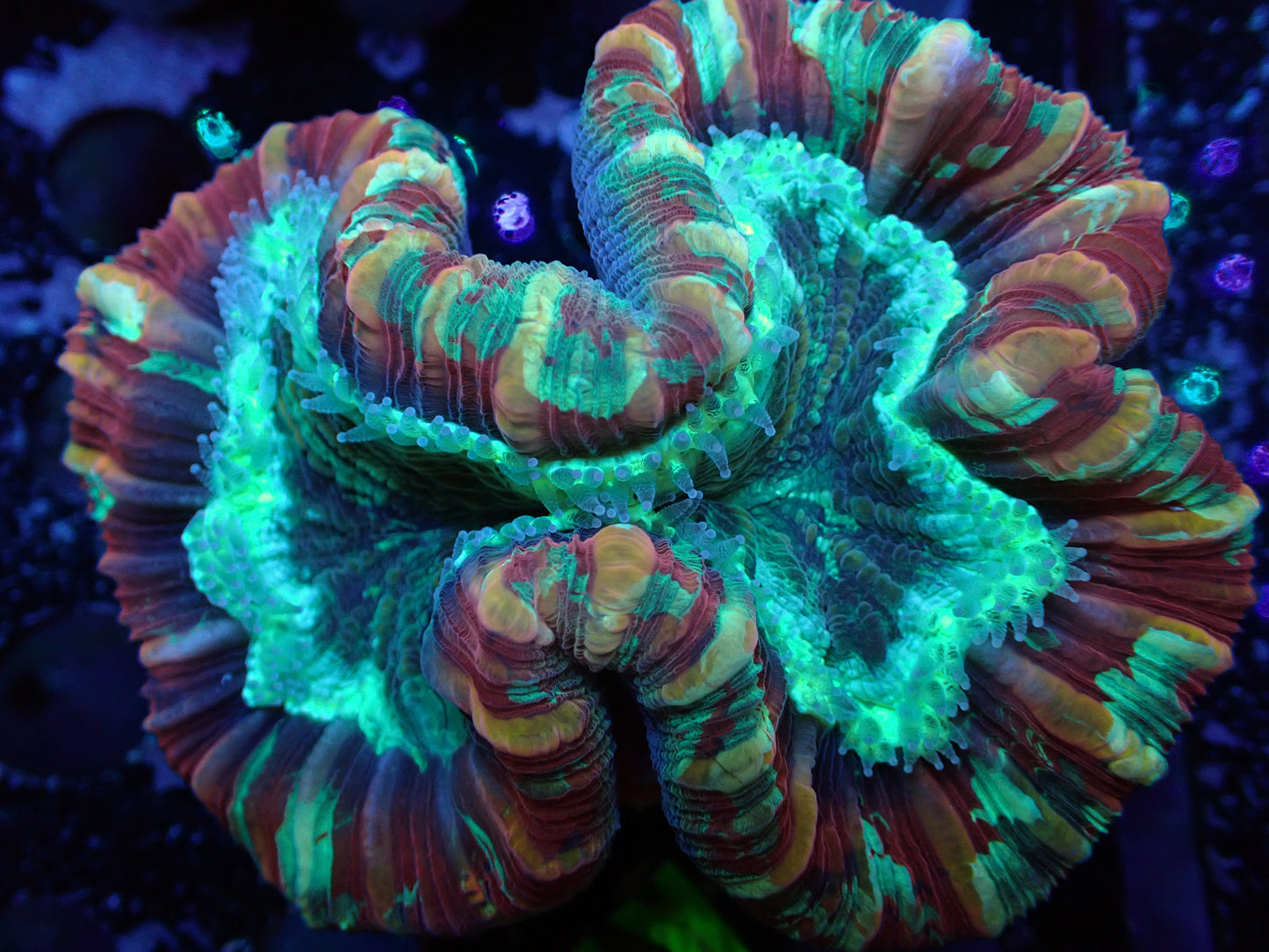 K10 7/3/24 JRA Multicolor Trachy ended