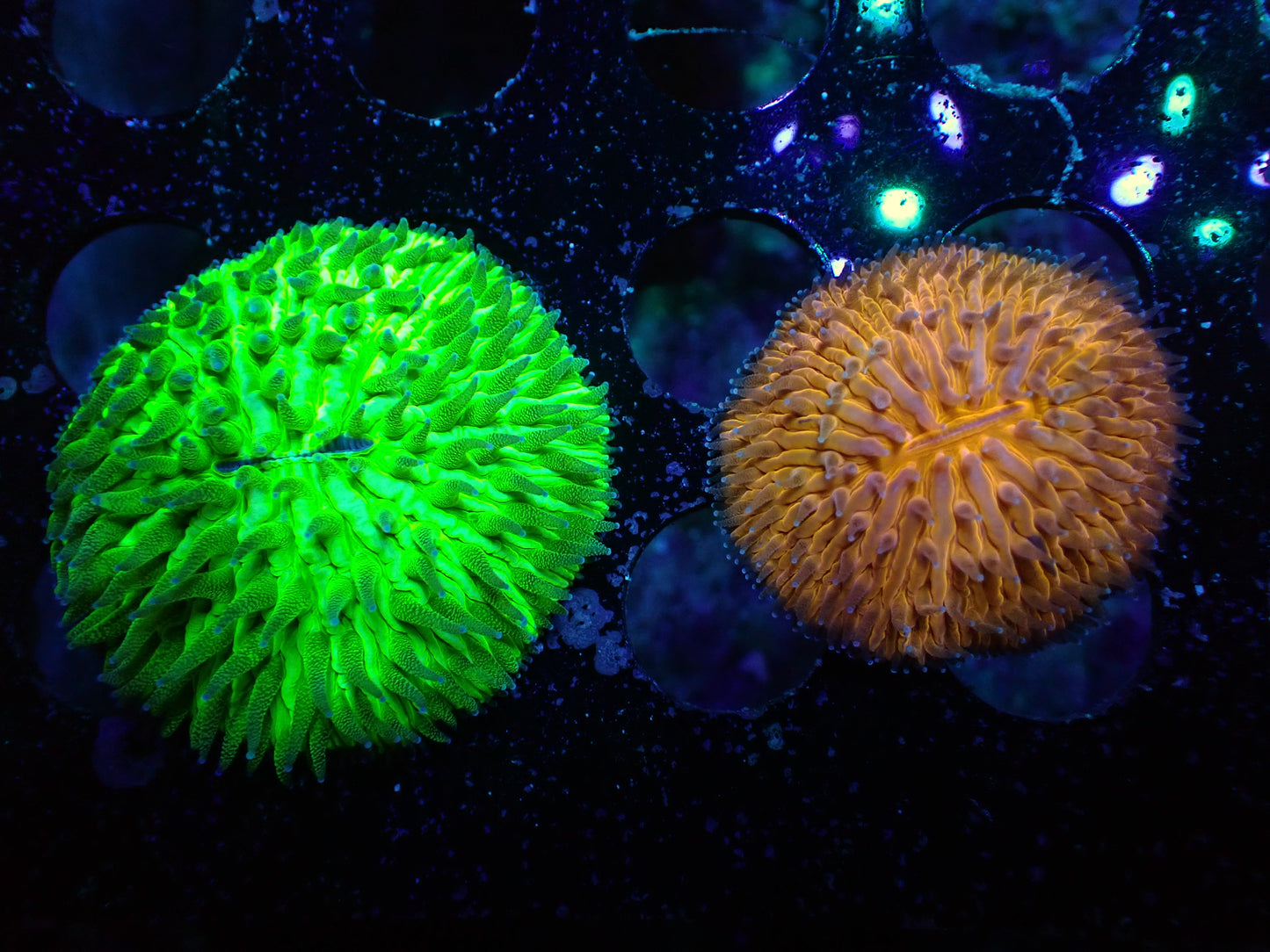 K3 7/3/24 JRA Green & Orange Combo Fungia ended