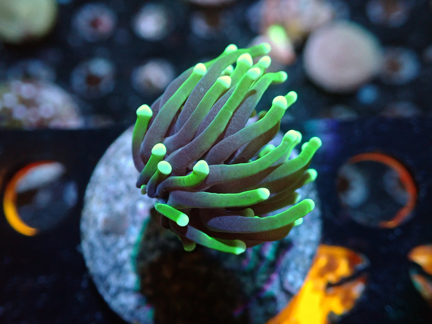 7/3/24 RWZ Green Tip Purple Torch ended