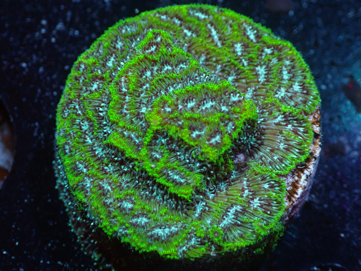 7/3/24 RWZ Frankenstein Leptoseris ended