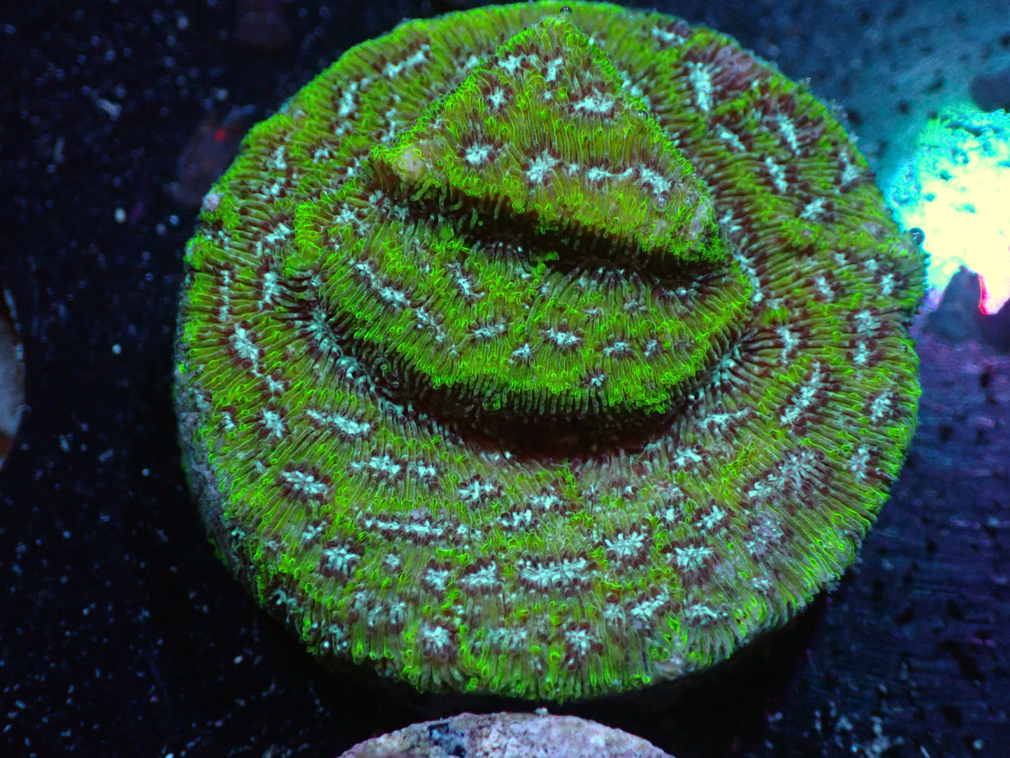7/3/24 RWZ Frankenstein Leptoseris ended