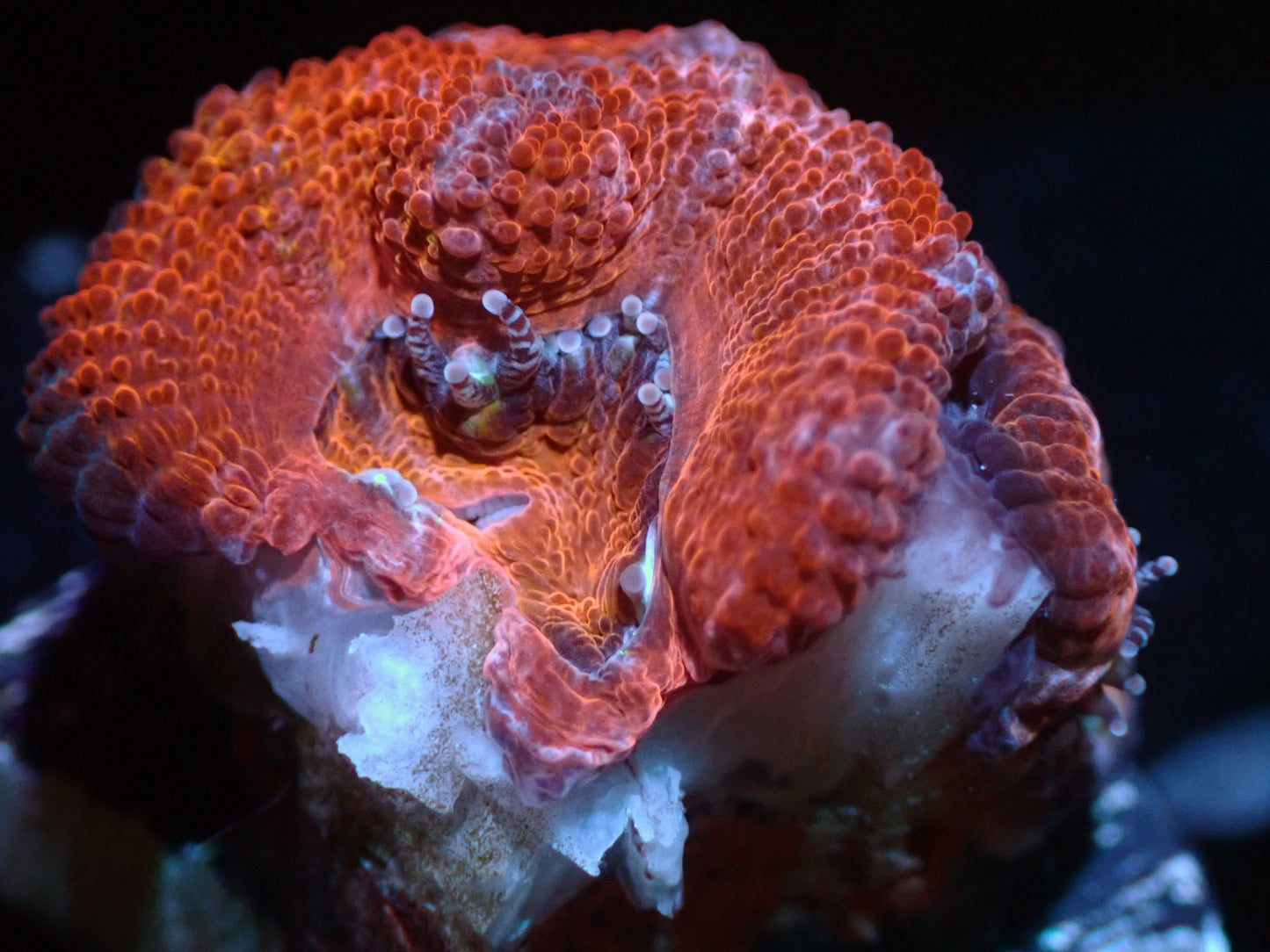 7/3/24 CSC Red Acan 2H ended