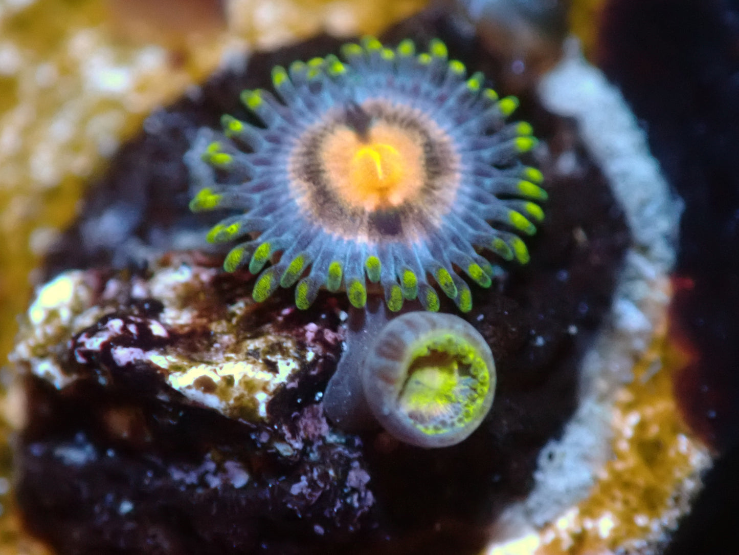 7/3/24 CSC Lazer Lemon Zoas ended