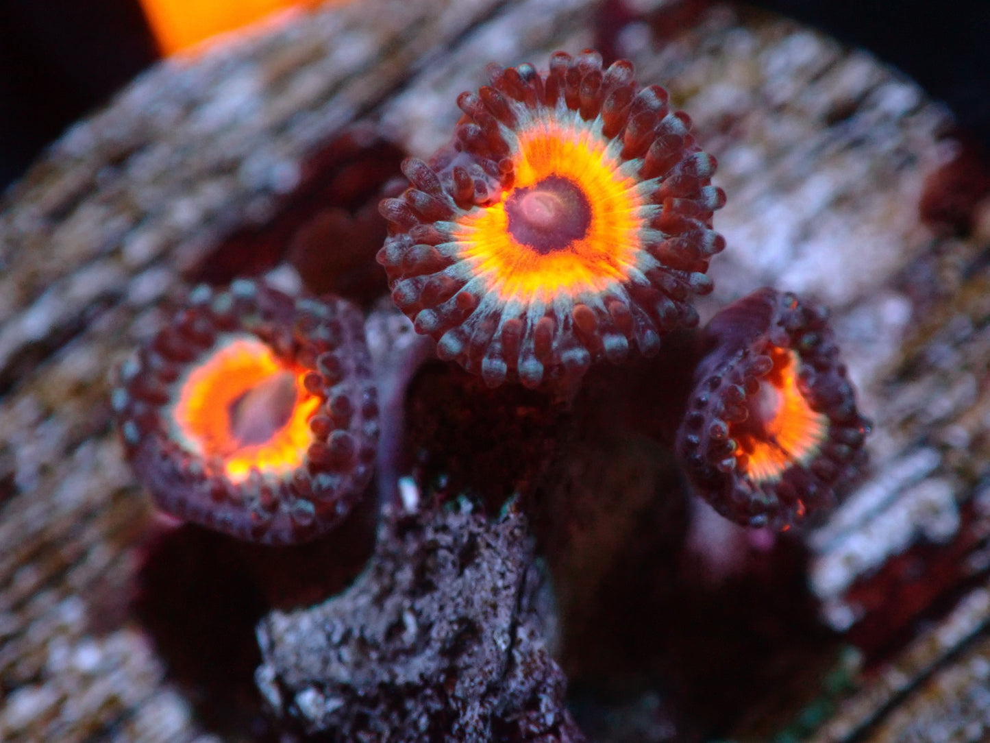 7/3/24 CSC Neon Knight Zoas ended