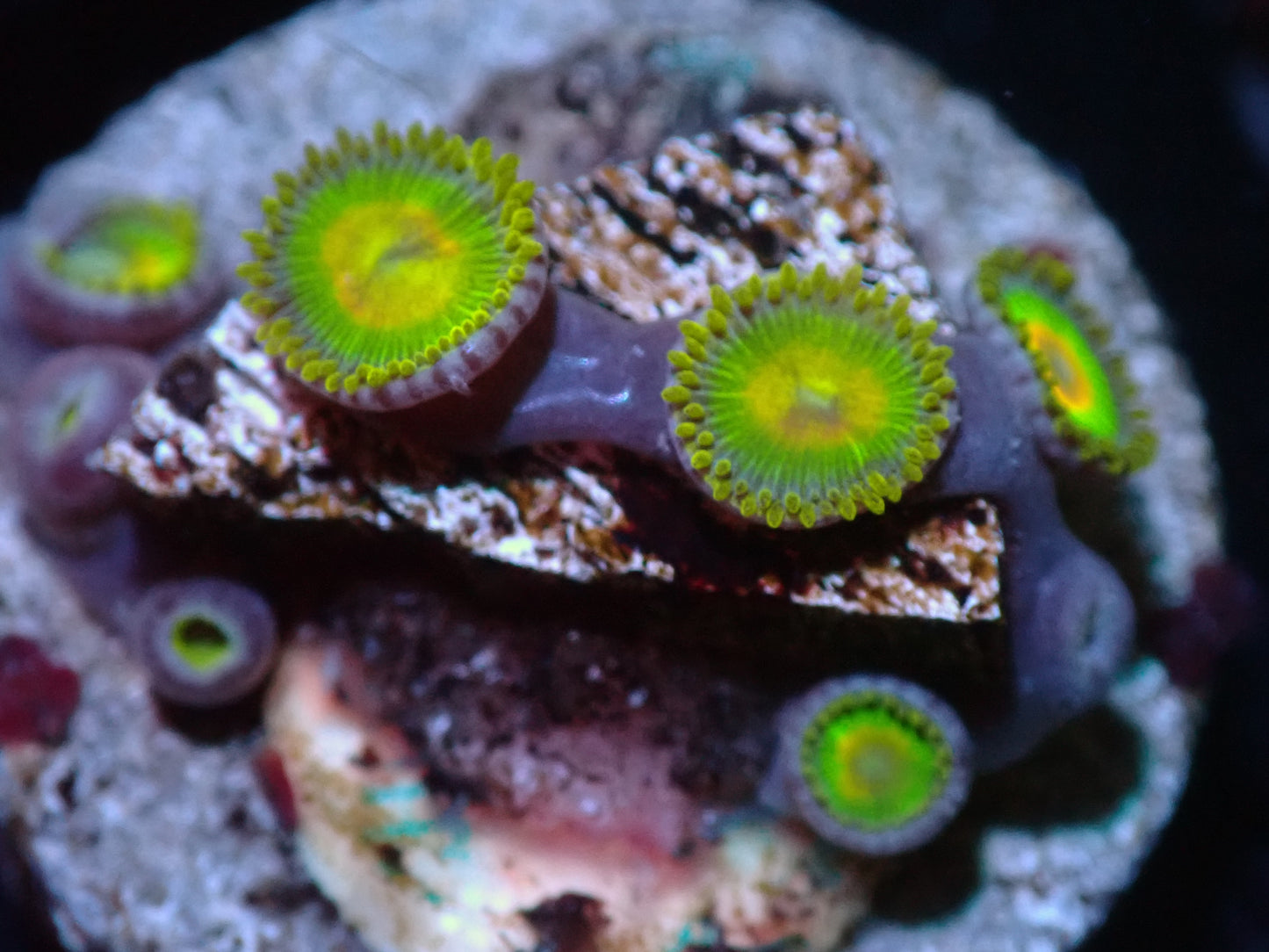 7/3/24 CSC Rasta Zoas ended