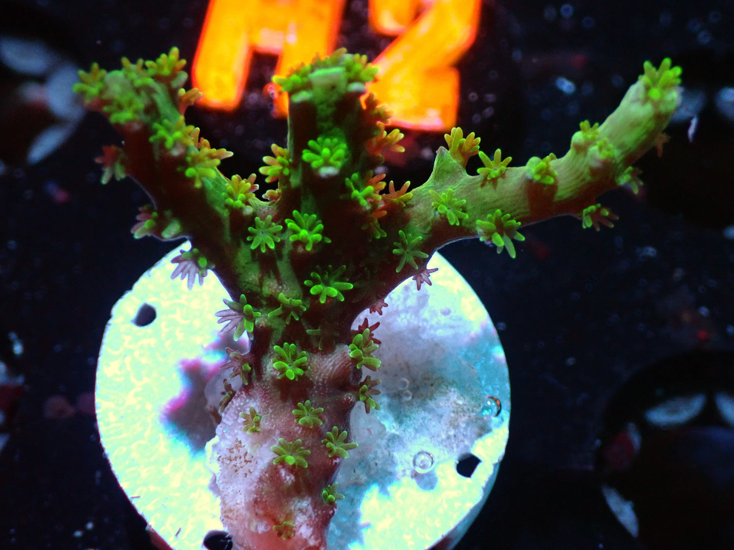 7/3/24 CSC Green Acro ended