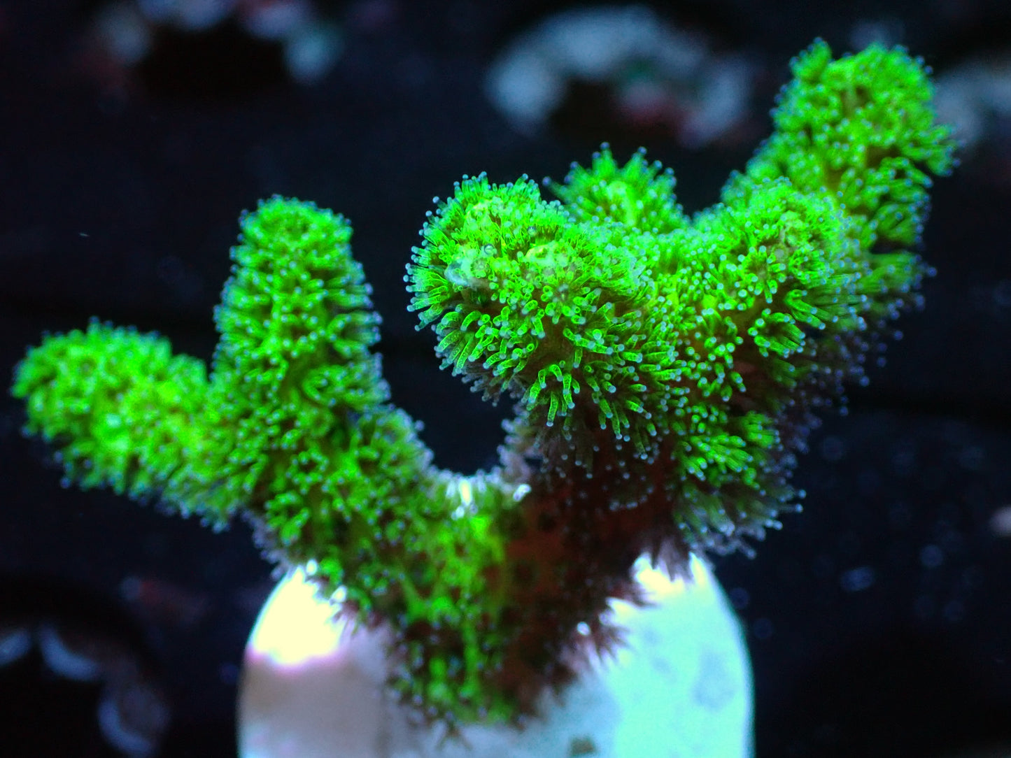 7/3/24 CSC Stylophora ended