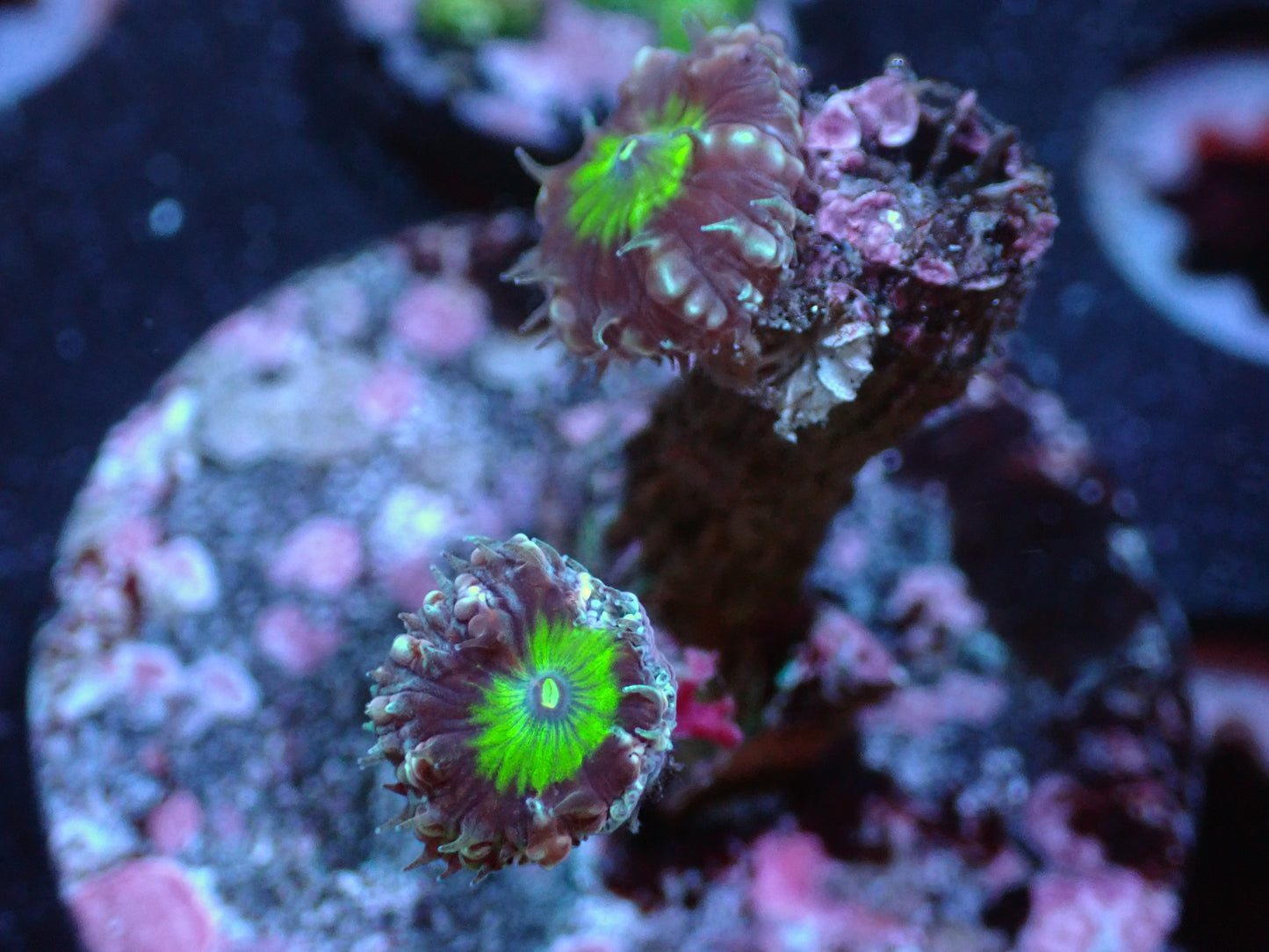 L9 7/3/24 JRA Green Center Purple Blasto ended