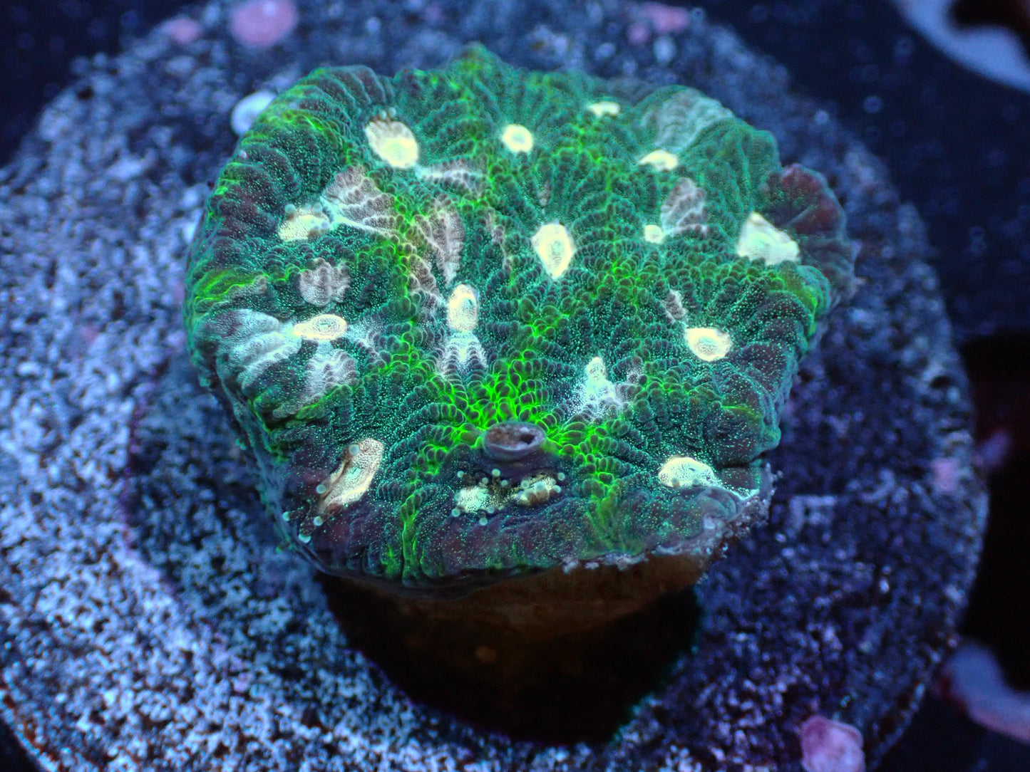 L10 7/3/24 JRA Green/Pink Favities ended