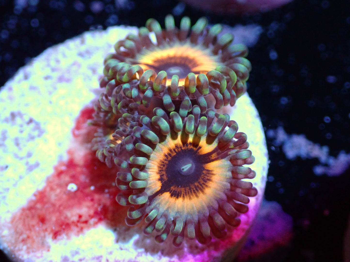 LKR Solar Flare Zoas 7/10/24 ended