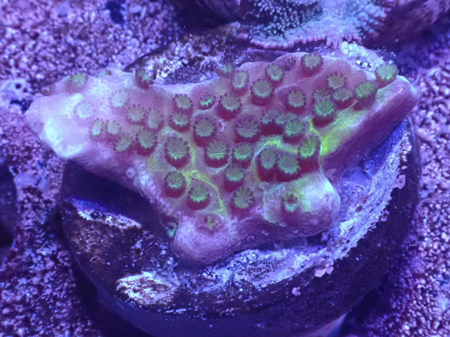 Montipora Spongeodes Auction 5/15 -ended