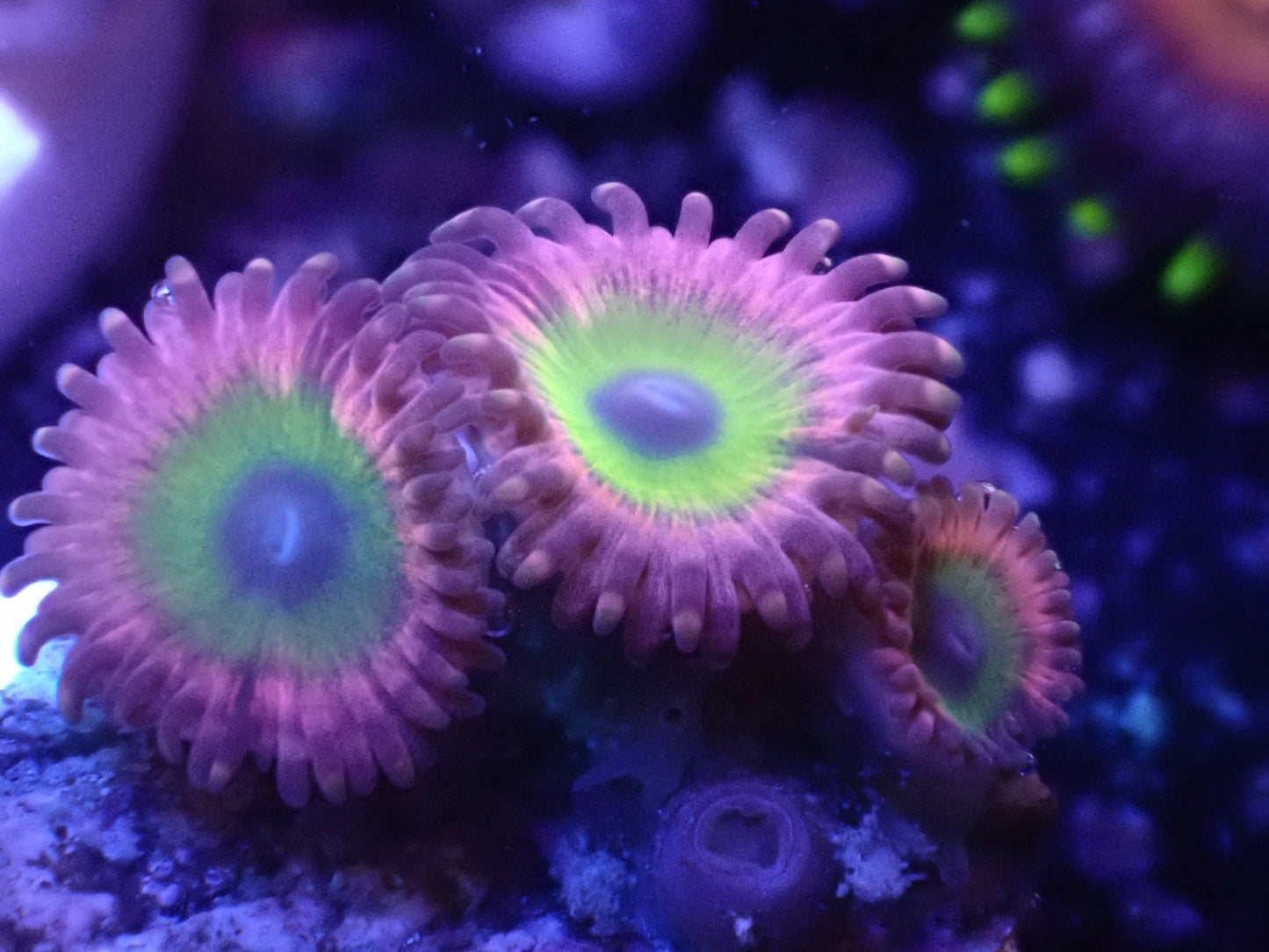 Candy Apple Pink Zoa Auction 5/22 -ended