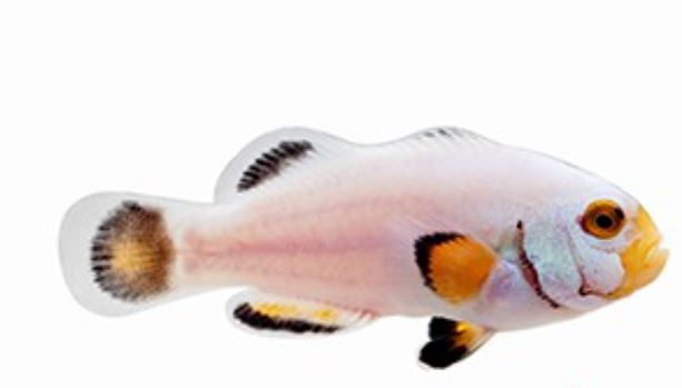 Live 6/25/26 Platinum Picasso Clownfish