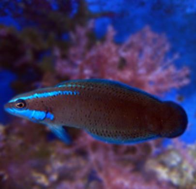 Aquacultured Springeri Dottyback