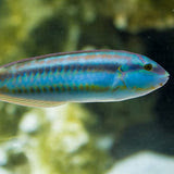 Slippery Dick Wrasse