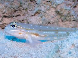 Live 7/30/26 Venezuelan Goby