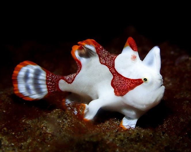Red and Orange Warty Frogfish Angler
