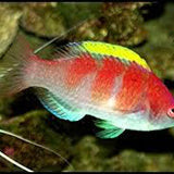 Yellow Fin Fairy Wrasse