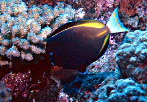 White Cheek Tang :: Central Pacific