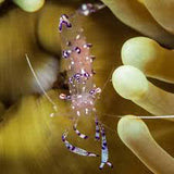 Anemone Shrimp